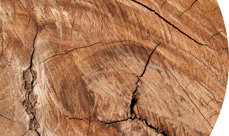 Buy Panel Birch Edge glued 40-650-1500 AB
